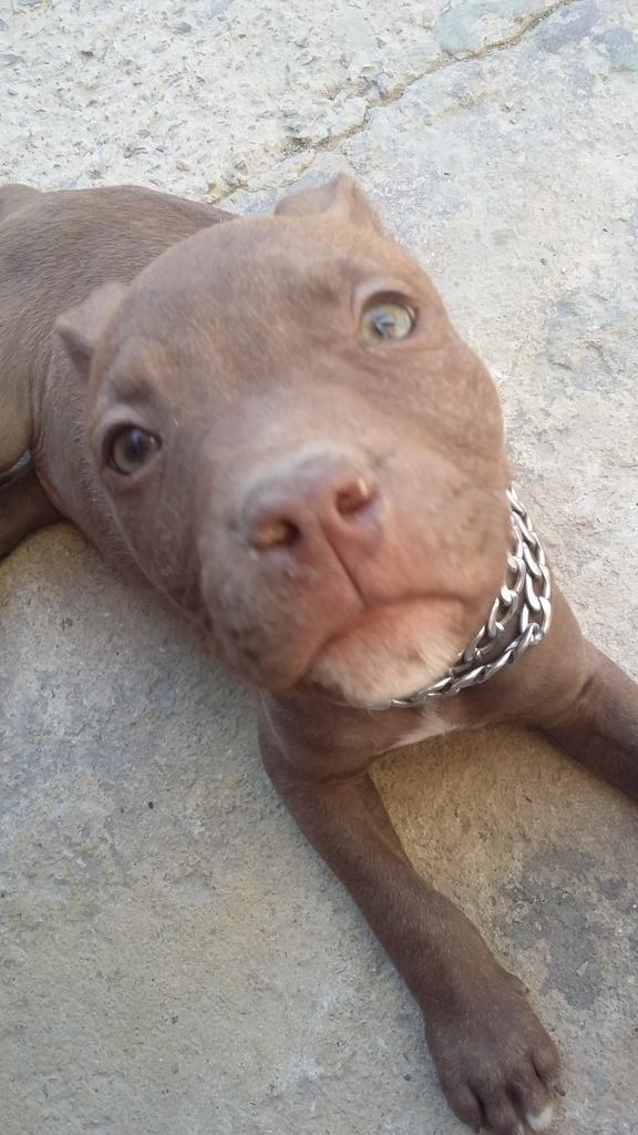 Bruno Gomes da Silva (@brunomaxidasil2) on Twitter photo 