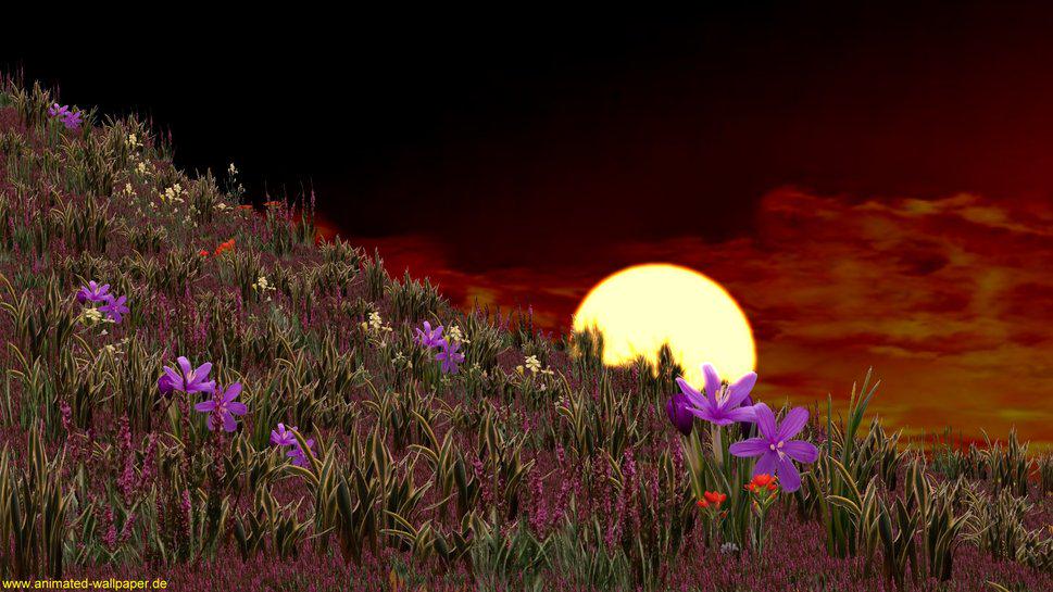 Чудесны лунные мартовские ночи впр 5. Ночной цветок. Ночное поле с цветами. Весенняя ночь. Цветы ночью.