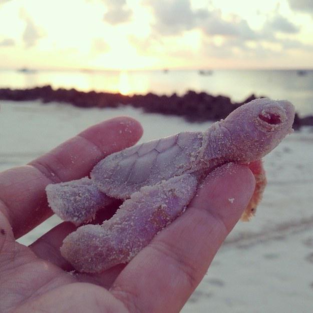 You have to see these adorable (and rare) baby albino sea turtles! grnpc.org/IgtYQ
