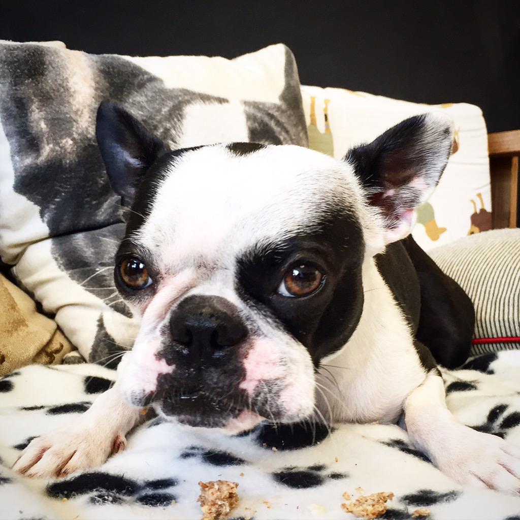 doggycaffe's tweet photo. ❤️🐶 dog of the day 🐶❤️ #chubbychops #cafe #dog #doglover #dogfriendly #Brighton #hove #bostonterrier #puppy http://t.co/bhgZAeTFNl