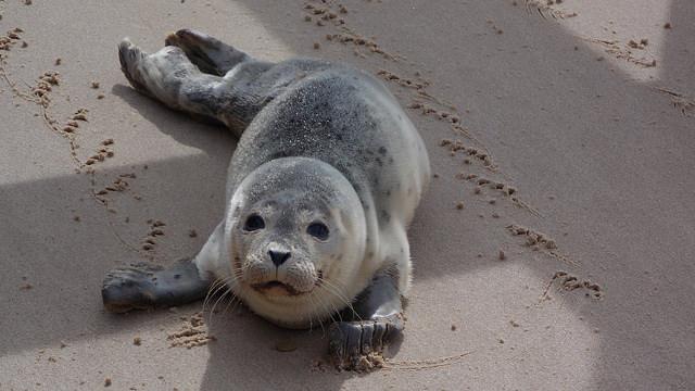 Embedded image permalink