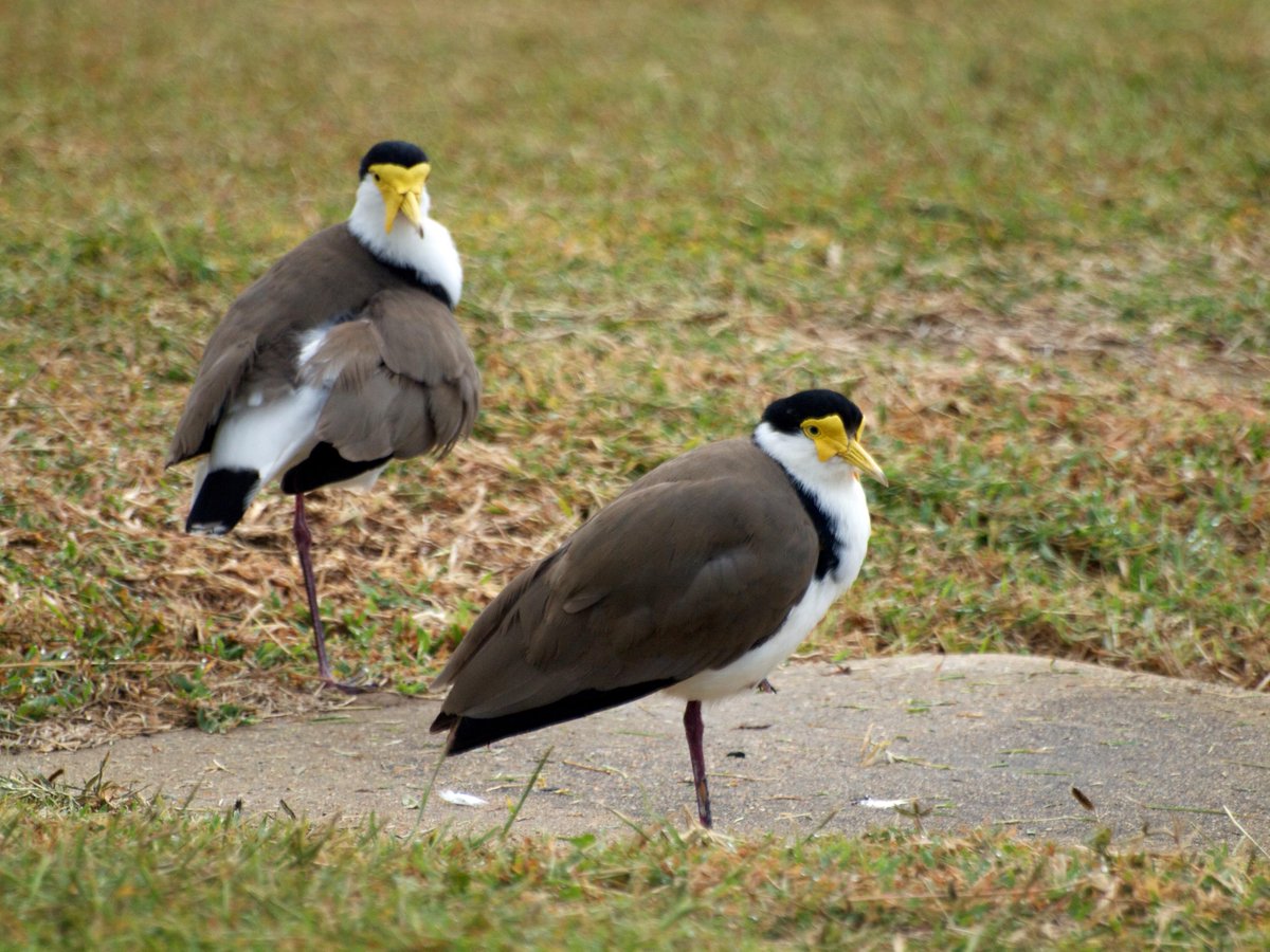fred_od_photo's tweet image. Masked Lapwing (Vanellus miles)
#birds #nature #photography