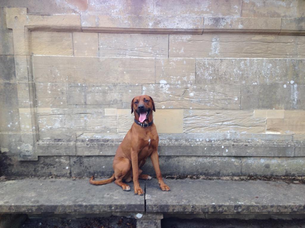 On location!!  #ridgeback