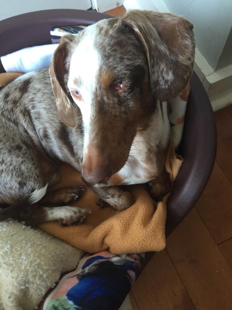 seetheinlet's tweet photo. @BeagleMum78 Tiny sends extra love to you todayโค๏ธ #100happydaysofbean Day 100 http://t.co/4HUvImYe2Q
