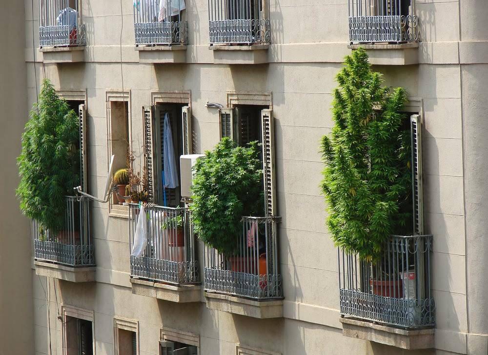 Hempture's tweet photo. How to legally grow Cannabis in Spain since the 1st July 2015. http://t.co/lPegXDkr0P http://t.co/Fz5adzzeTU