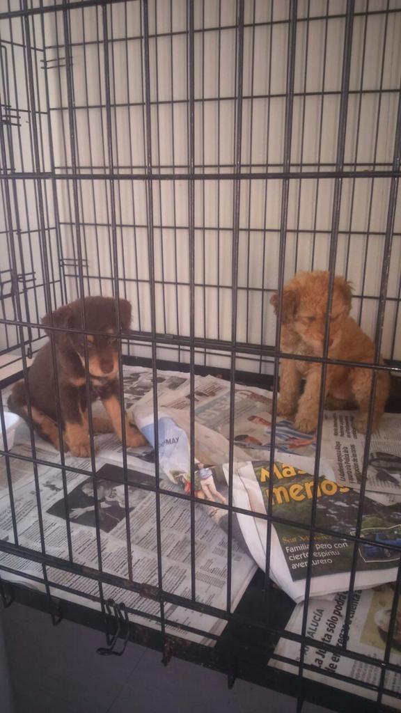 protemalaga's tweet photo. Chicss difusión.xf

Necesitamos acogida para estos dos machitos d 1.5mss mix de aguas
acogidas@protectoramalaga.com http://t.co/QsLsTiQnyf