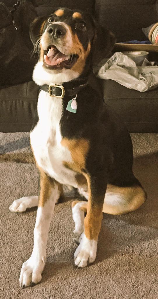 exit_bake's tweet photo. Murray Got a New Collar to set off his Chubby Neck! #Chubs #Puppy http://t.co/DWfUOjIHvs
