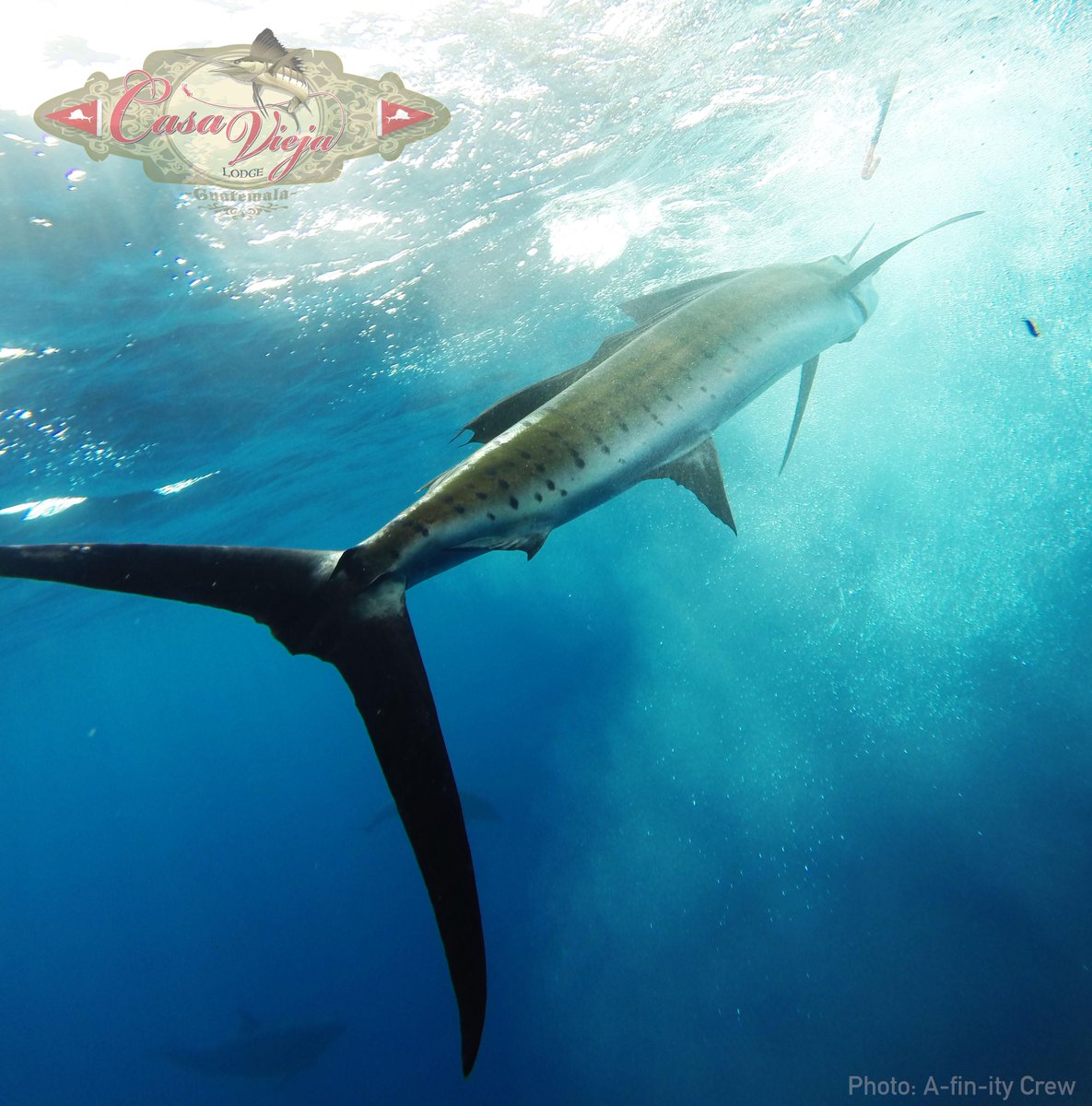 CasaViejaLodge's tweet photo. RELEASE 'EM! Let them live to fight another day... or go play with dolphins like this one!!! #promotingconservation http://t.co/7ExhGbTLEZ