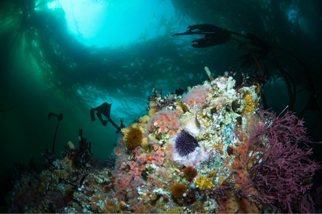 underwaterpat's tweet photo. Another #MonasteryBeach shot. Cold colony of colorful kelp critters. #BigBlueLive @MontereyAq @BBCBigBlueLive http://t.co/EmyKAdeWoX