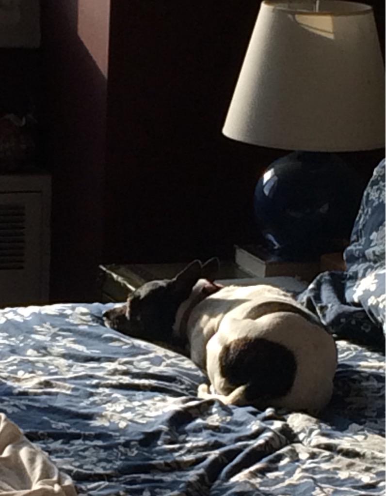 FrankyNY's tweet image. Contemplating the meaning of life #DeepDogThoughts