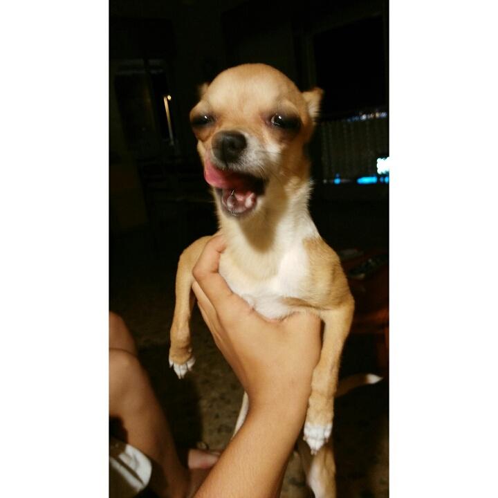 LydiaMayorSW's tweet image. Puto perro fumao 😂