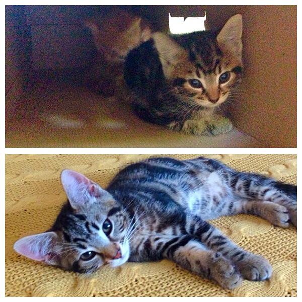 PurrPals2015's tweet photo. 5 weeks - 15 weeks, we deserve a gold medal in growing! #oscarpixie #adoptdontshop #minilions #kittens @CeliaHammond http://t.co/wlb5Hs24as