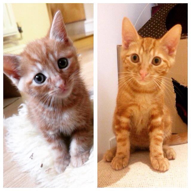PurrPals2015's tweet photo. 5 weeks - 15 weeks, we deserve a gold medal in growing! #oscarpixie #adoptdontshop #minilions #kittens @CeliaHammond http://t.co/wlb5Hs24as