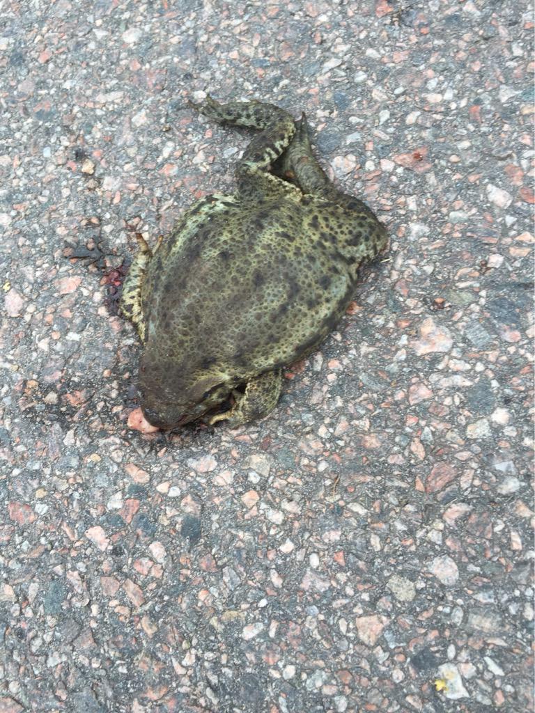 williambckman's tweet photo. Så här kommer man se ut efter Hamnfesten http://t.co/14EcOcKaOs