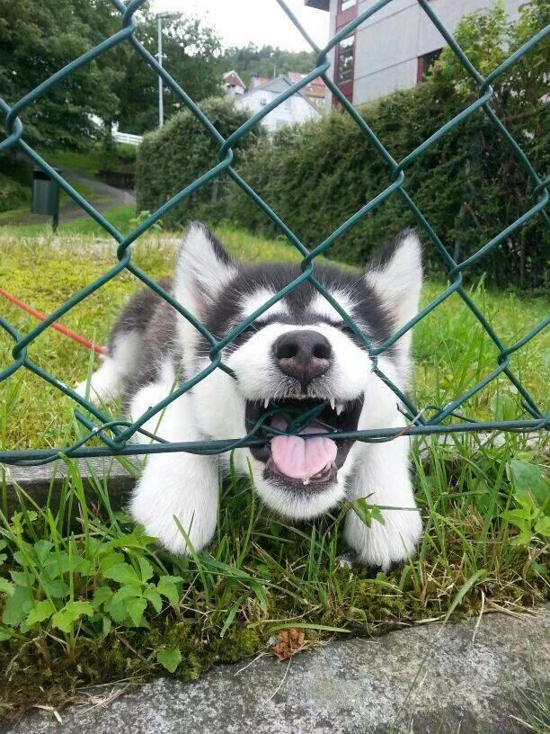 rawdogfood's tweet image. He's just trying to get to his bowl of @rawdogfood !!
 #rawperformance #feedraw #puppy #cute #dogsoftwitter #dogs