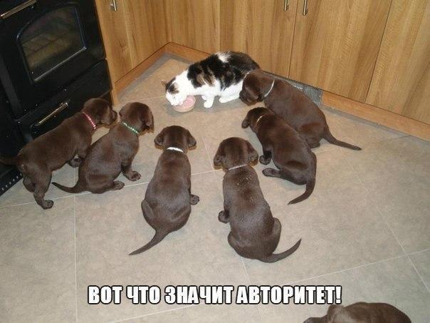 ЗооЛайф on Twitter: "http://t.co/GXThuu6ljR"