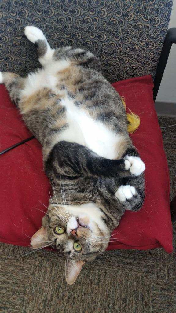 TinyTobyTweets's tweet photo. Guess who is being adopted from @ARLBoston today! Oakley! #ARLsuperpets #officefoster http://t.co/JBL8i9PqHY