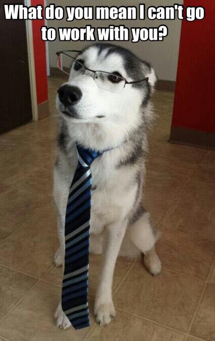 dogbowlz's tweet image. ...but I'm all dressed and ready