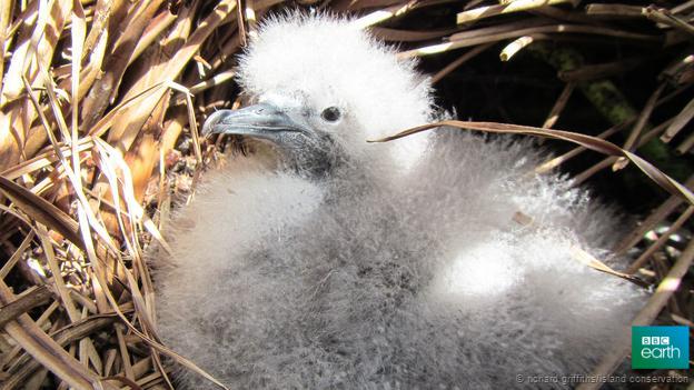 Introduced mammals are responsible for 90% of all bird extinctions since 1500 bbc.in/1E4mSQA