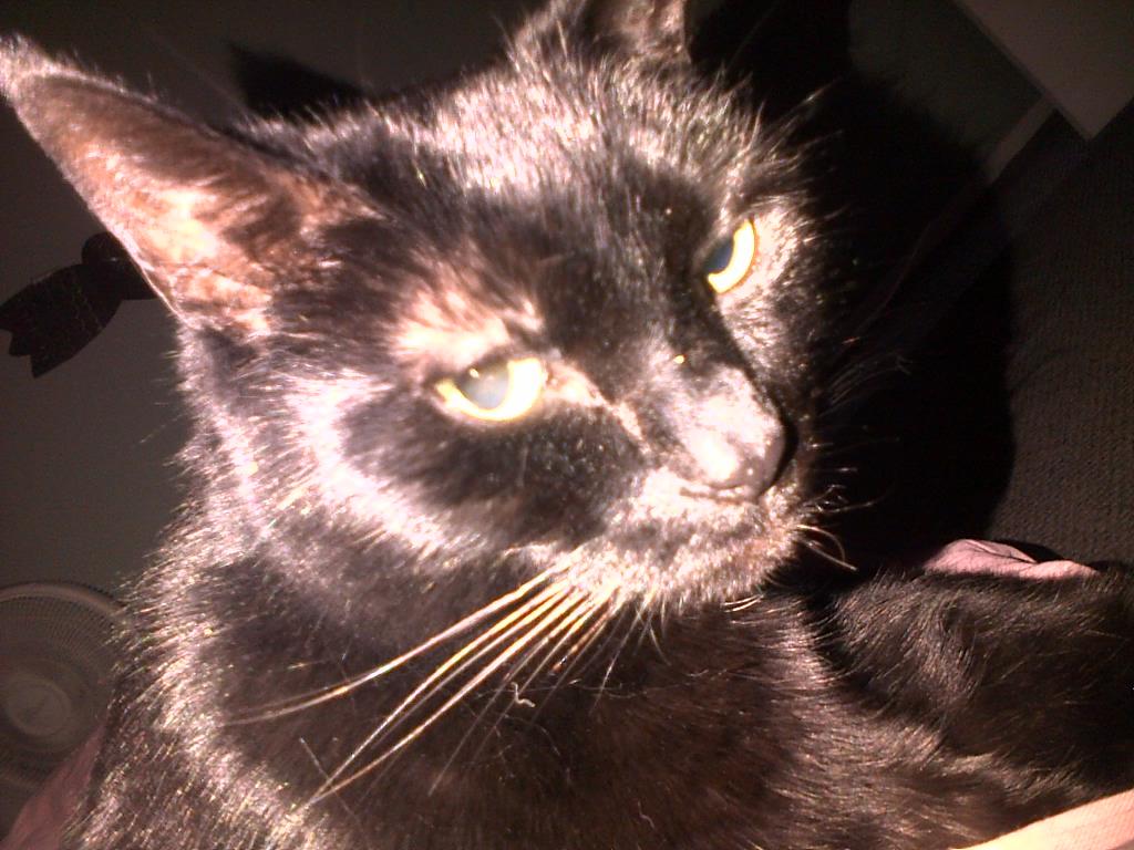 yahairmenow's tweet photo. The only man that sleeps in my bed. ♡♡♡ http://t.co/DtIonWW7QX