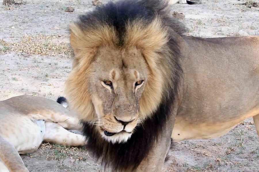 UK looking at whether to ban importation of legally-hunted animal 'trophies' expressandstar.com/news/uk-news/2…  <a href="/ExpressandStar/">Express & Star</a>