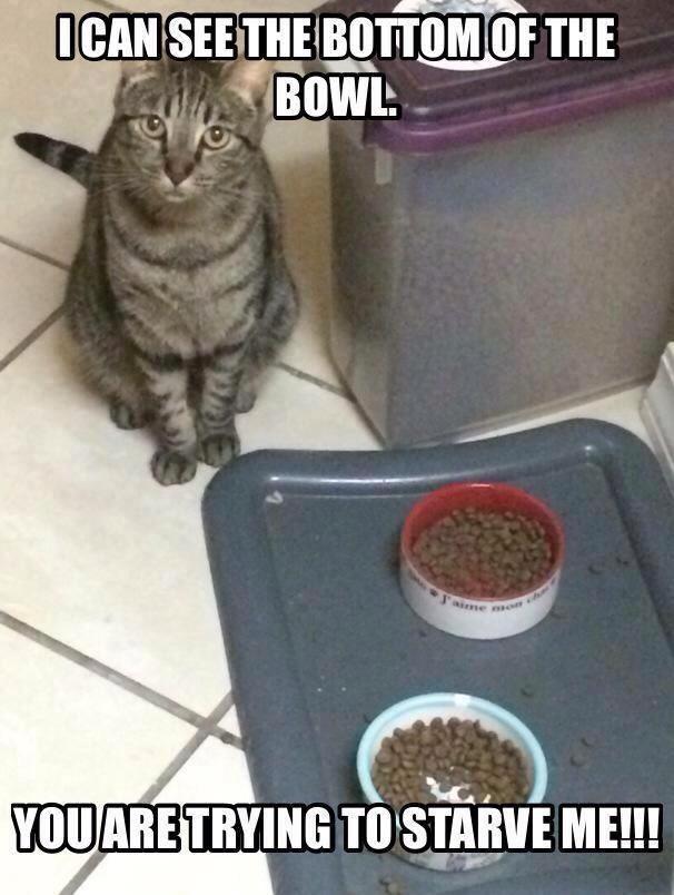 BraumLife's tweet photo. I can relate #BraumLife #catlife #CatsOfTwitter #lazydays #wednesdaywoes http://t.co/eLmtBDF1Fa