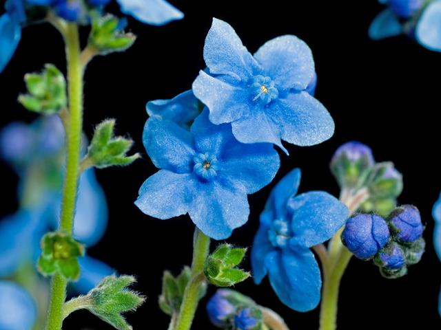 花 唄bot Bothumming Twitter