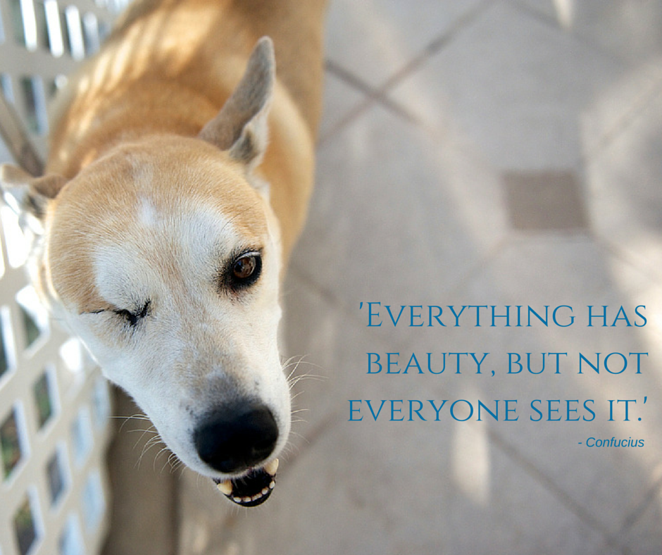 PetMD's tweet photo. 'Everything has beauty, but not everyone sees it.' -Confucius #petmd #quoteoftheday http://t.co/ljFI3rkKJE