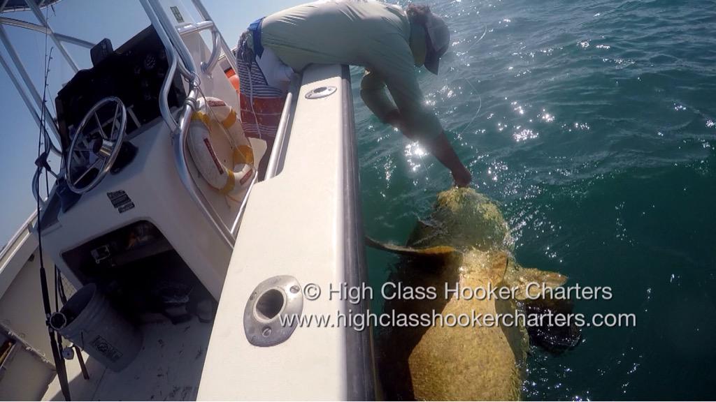 HiClassHooker's tweet photo. Estimated 400# Goliath Grouper today... #highclasshooker #veniceflorida #goliathgrouper #fishingcharters #gopro http://t.co/32LdyCQR1K