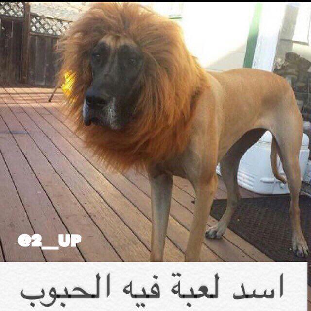 هههههههههه