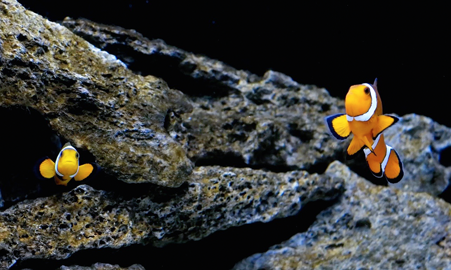 OneMoreShift's tweet photo. My #Fishes! #Clownfish and #Gobies.
#Ocellaris #OcellarisClownfish #Goby #EngineerGoby #SaltwaterAquarium #NanoReef http://t.co/Yf34K4faQl