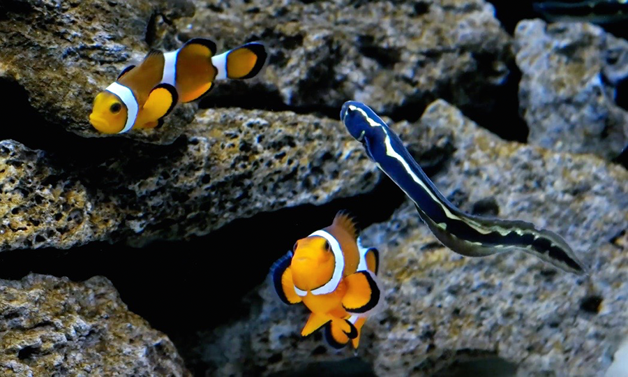 OneMoreShift's tweet photo. My #Fishes! #Clownfish and #Gobies.
#Ocellaris #OcellarisClownfish #Goby #EngineerGoby #SaltwaterAquarium #NanoReef http://t.co/Yf34K4faQl