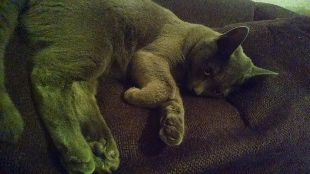 Surlyiously's tweet image. #missmuscat #kittenlife