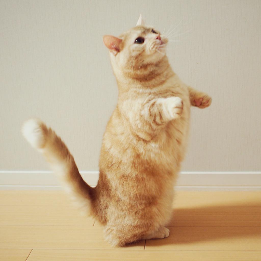マンチカンのぷー マンチカン立ち W 猫 ねこ ネコ マンチカン Http T Co Upn656p0b8