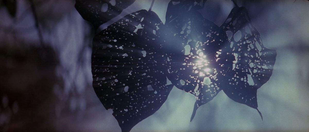 OnePerfectShot's tweet photo. THE THIN RED LINE (1998) Director of Photography: John Toll | Director: Terrence Malick http://t.co/t90XSrAscB