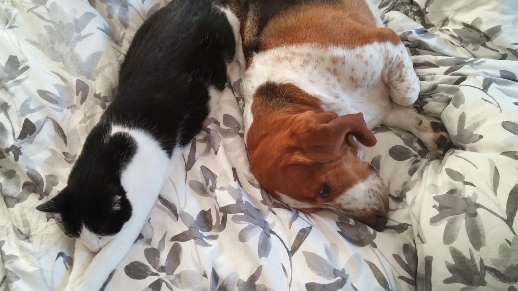 WilburBasset's tweet photo. Morning snuggles with my bestie. #100happydaysofbean day 100 @BeagleMum78 http://t.co/nUQeqpE6m2