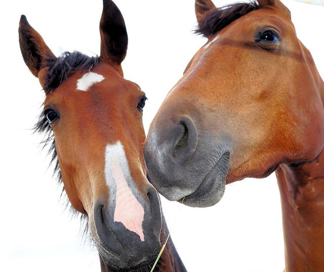 EquiBox_SA's tweet photo. 10 things your vet secretley wishes they could tell you... http://t.co/f7VfYaWJX4 #horses #equestrian http://t.co/pGjs6nx8XX
