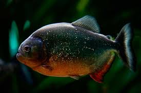 MrQuizMaster's tweet image. Name this fish
