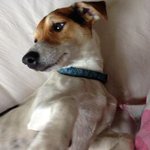 Photo by DogLost Cornwall (@DogLostCornwall)