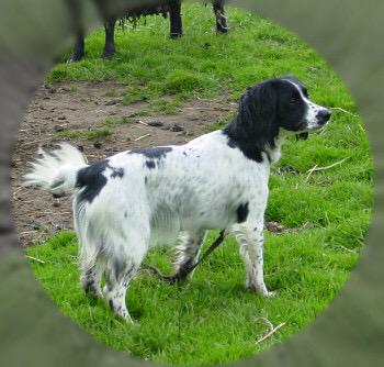 DogLost Cornwall tweet media