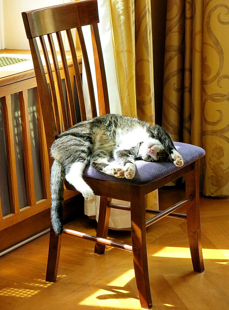 AnneHolford's tweet photo. DM@Will_Holford Benny chilling out on a chair... http://t.co/riEaHPpuOn