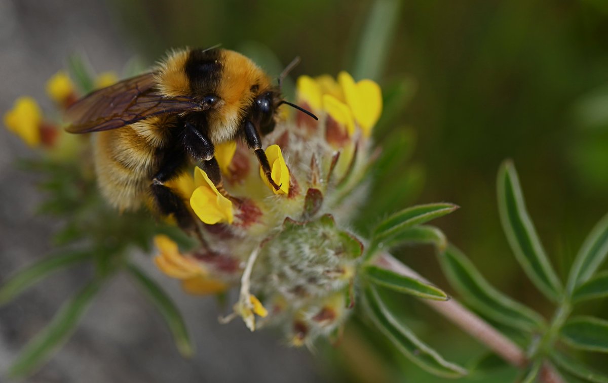 B_Strawbridge's tweet image. UK's rarest (Great Yellow) #bumblebee thrives on the Isle of Barra where pesticides &amp;amp; habitat loss are not an issue..