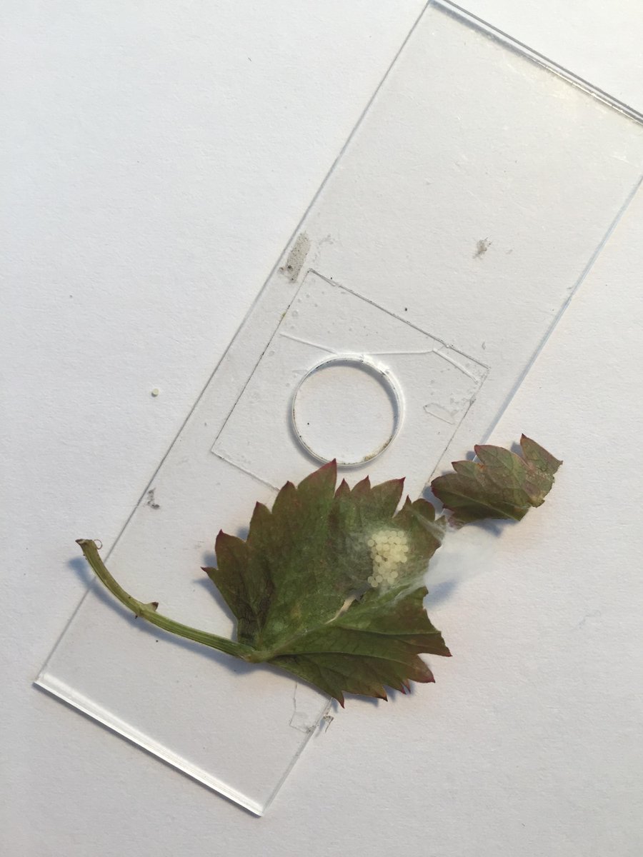PrakashLab's tweet photo. Want to watch spider egg turn into little baby spider. Do your own #Foldscope timelapse (14h)
https://t.co/ikuxAJqR2U http://t.co/Rh2BGWRy5z