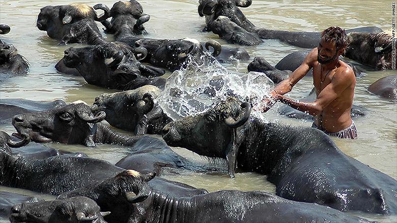 vm_harrison's tweet photo. Holy cow! #India is the world's biggest beef exporter http://t.co/sHRusTK7JP @CNNMoney #beef http://t.co/uV3R3krgBd