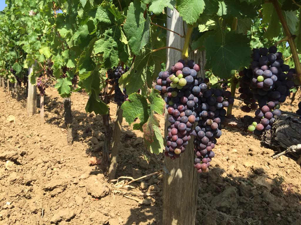GavinQuinney's tweet photo. RT @JancisRobinson: Latest report on Bordeaux 2015 from @GavinQuinney inc pics &amp; graph http://t.co/psQHp9AVWR #bdx15 http://t.co/U7DNrUDyrQ