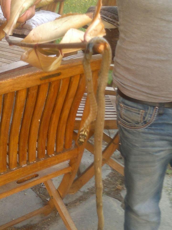 InBeautysPrato's tweet photo. Se non la smetti Gaia di portarmi i serpentelli ti abbandono....
Gattaccia !!!! http://t.co/ZhWwjjPvFk