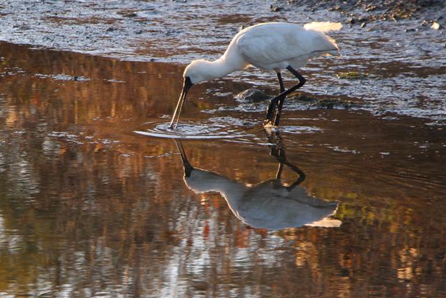 NZlookinggood's tweet photo. Bill Spoon gets about - seen here in Motueka #NewZealand. Where have you seen him? http://t.co/06G4HZ1Ohk