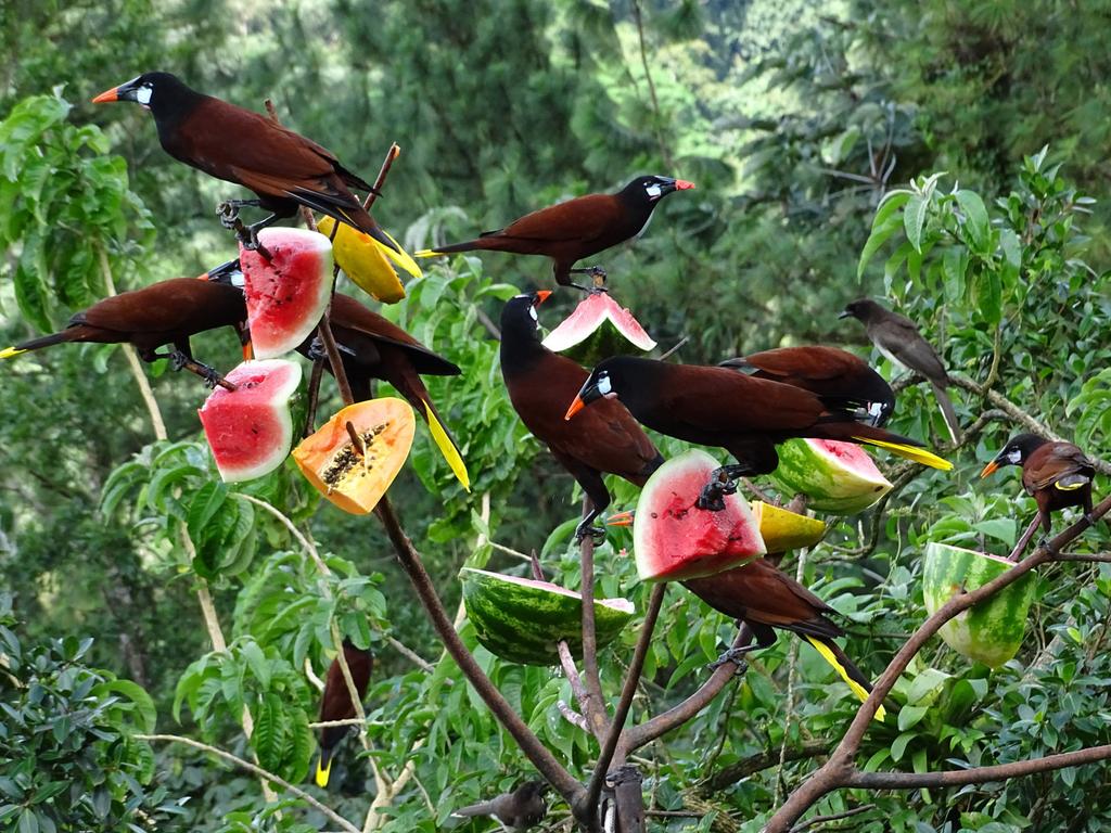 BeanyBirder's tweet image. Now that's how you breakfast!

#MontezumaOropendola #BirdPhotography #NaturePhotography #Birding