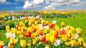 bunganya warna warni abang, kayak hati aku ~