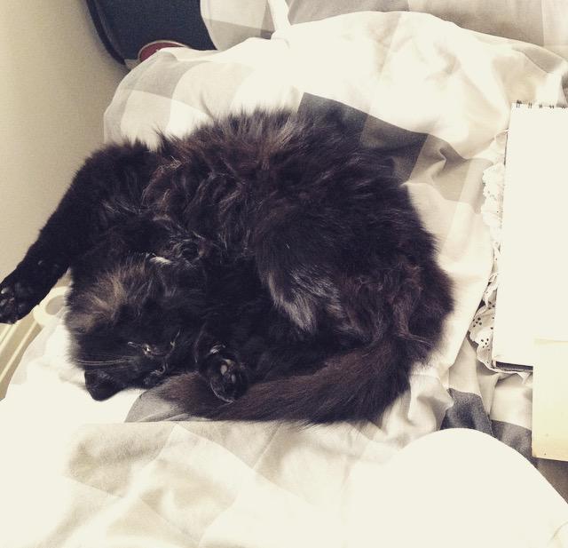EsViVee's tweet photo. I hate leaving him! #Memphis #Black #Cat #Luckyforme #Spoon #Hero http://t.co/t0nkASNUOy